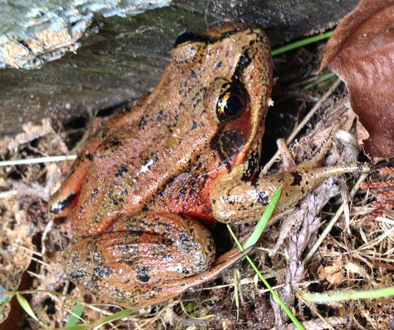 Cascades Frog, June 2013, near Lake Farm